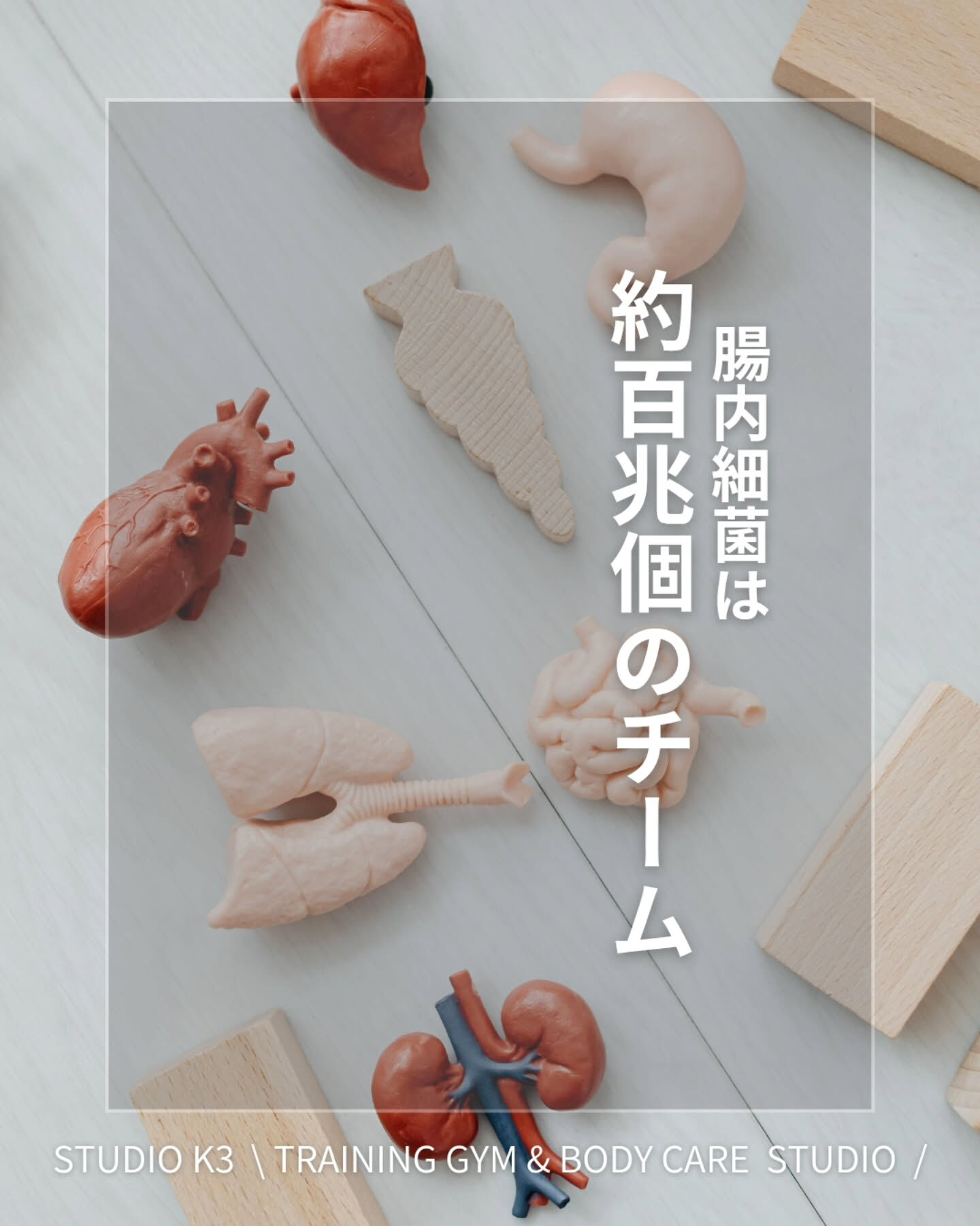 画像18925：\ \ 善玉菌を増やしましょう！ / /